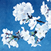 Mayumi Hachiya Gallery
